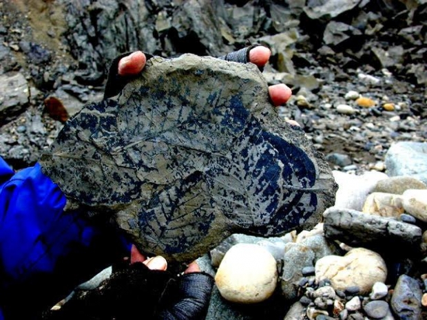 연구진은 화석화된 식물에서 탄소 안정동위원소인 탄소-12(δ¹²C)와 탄소-13(δ¹³C)의 상대적 질량을 측정해 당시 식물이 성장할 때 대기 중 CO₂  농도를 계산했다.(사진=A. Hope Jahren)