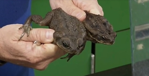 생태계 파괴범으로 꼽히는 수수두꺼비