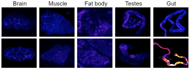 활성산소종은 장을 제외한 뇌와 근육, 지방체 그리고 정소에는 축적되지 않는 것으로 나타났다.(사진=Vaccaro et al, 2020)