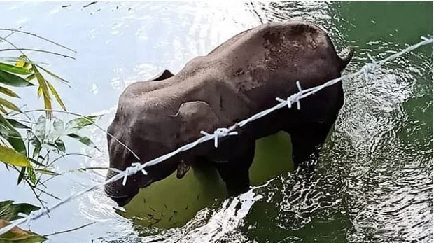 인도의 마을 주민이 준 ‘폭탄 파인애플’을 먹고 고통 속에 세상을 떠난 코끼리의 마지막 모습