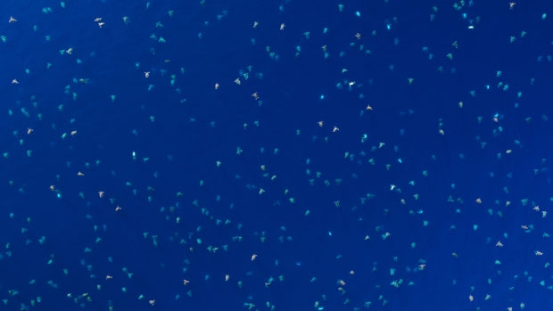 세계 최대 산호초인 호주 ‘그레이트 베리어 리프’ 북쪽 레인섬에 푸른바다거북이 몰려 바다를 수놓았다./사진=로이터 연합뉴스