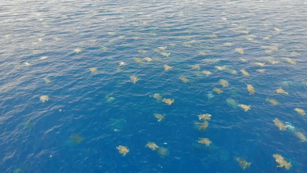 사진=호주 퀸즐랜드 환경과학부