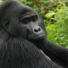 희귀 고릴라 한마리 죽였다가…우간다 주민들, 종신형 위기