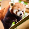 네팔 멸종위기 레드판다가 ‘GPS 목걸이’ 찬 이유