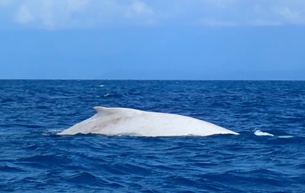 2019년 7월 3일 호주 퀸즐랜드 포트더글라스 해안에서 목격된 미갈루./사진=미갈루홈페이지