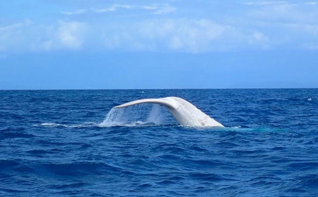 2019년 7월 3일 호주 퀸즐랜드 포트더글라스 해안에서 목격된 미갈루./사진=미갈루홈페이지