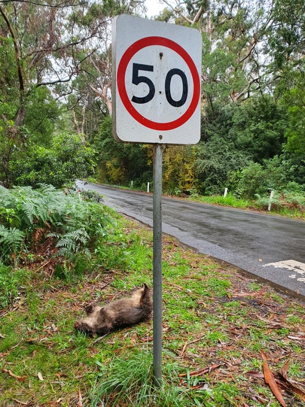 죽은 어미 웜뱃이 처음 발견됐을 때의 모습.