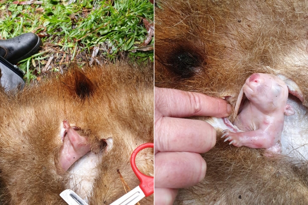 새끼 웜뱃의 구조 당시 모습.