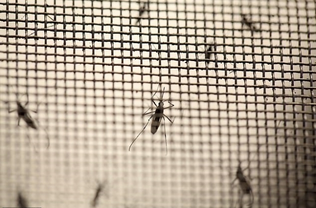 영국 생명공학기업이 ‘개발’한 GM 모기. 유전자 변형을 통해 암컷과 교미 후 알 부화의 확률을 낮추는 효과가 있다(사진=로이터 연합뉴스)