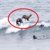 [여기는 호주] “나도 서핑하고 싶어”…서핑하는 바다사자 순간 포착