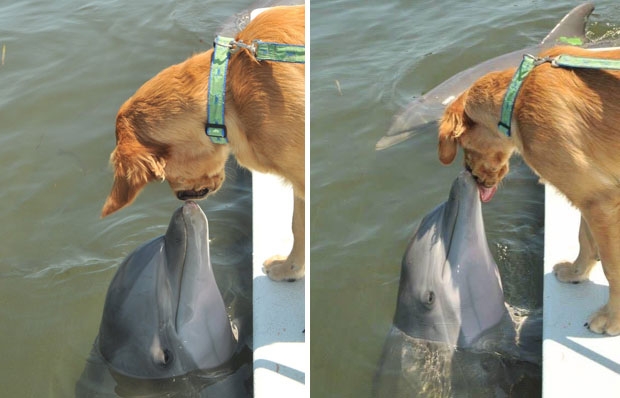 사진=돌핀리서치센터