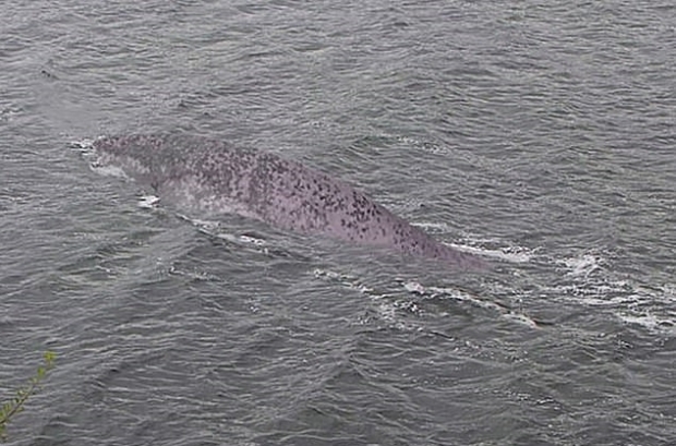 스코틀랜드 네스호를 방문했던 한 남성이 우연히 호수에서 발견한 몸길이 2.5m 정도의 대형 생명체. 고래 또는 상어로 추정되지만, 일각에서는 네스호에 산다는 전설 속 괴물인 ‘네시’가 아니냐는 추측을 내놓았다.
