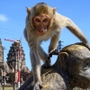 혹성탈출?…코로나로 관광객 사라지자 태국 원숭이들 ‘반격의 서막’