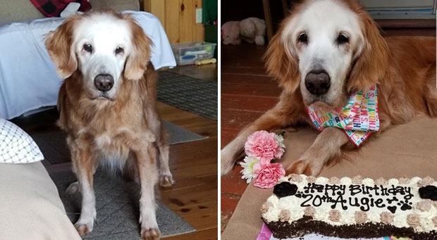 사진=골드하트 골든리트리버 구조대