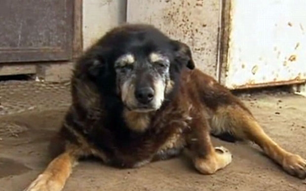 품종을 불문하고 세계에서 가장 오래 산 개는 오스트레일리안 켈피 종 ‘메기’로 알려져 있다. 호주 빅토리아주의 한 농장에서 목양견으로 기르던 메기는 30살까지 살다 2016년 4월 세상을 떠났다.