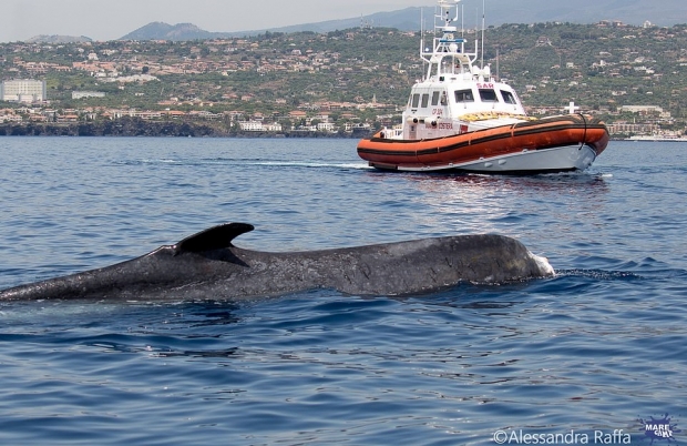 이탈리아 제노바 항구 부근에서 헤엄치고 있는 꼬리잃은 참고래