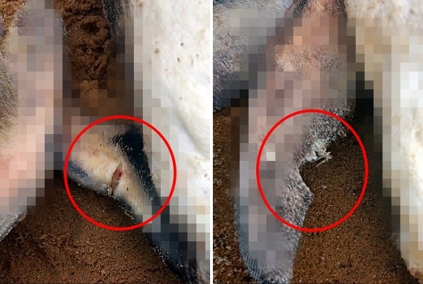 마젤란 펭귄 사체들에서 발견된 상처. 낚시 그물에 걸린 뒤 빠져나오려다 생긴 것으로 추정된다