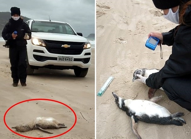 브라질 해안에서 마젤란 펭귄 사체를 발견했을 당시 현장의 모습