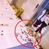 中 가재 수백 마리, 건물 전체서 득실득실…황당 이유
