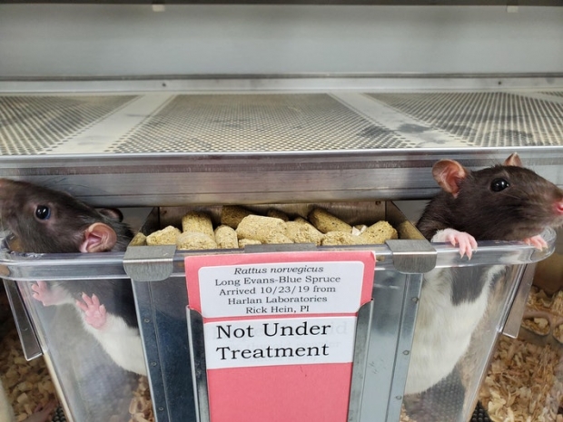 미국 위스콘신대 그린베이캠퍼스 생물학과 실험실에서 지내고 있는 실험쥐들의 모습.(사진=리처드 하인 교수 제공)