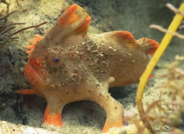 지난 1월 촬영된 붉은팔물고기(학명 Brachionichthys politus)의 모습. 이 어종 역시 IUCN 적색목록에서 심각한 위기종(CR)으로 분류되고 있다.(사진=안토니아 쿠퍼)