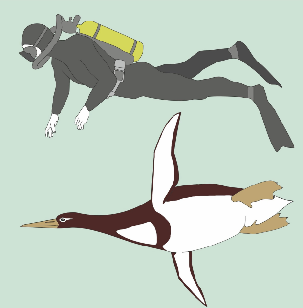 거대 펭귄인 쿠미마누(Kumimanu biceae)와 다이버의 비교