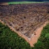 [안녕? 자연] 지난 6개월간 파괴된 아마존 면적은 서울 5배…사라지는 ‘지구의 허파’