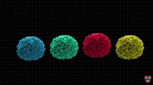 셸 게임에 쓰인 4가지 색상의 털실방울 폼폼의 모습.(사진=하버드대)