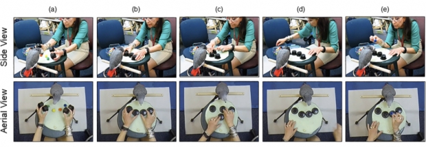 셸 게임으로 기억력 검사를 받는 회색앵무 그리핀의 모습.(사진=사이언티픽 리포츠)