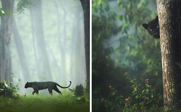 사진=BBC ‘어스’ 트위터