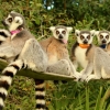 ‘인간이 미안해’…지구상 동식물 3만2441종 멸종위기 (IUCN)