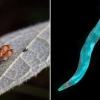 생식능력 잃지만…초파리·예쁜꼬마선충 수명 늘리는 약물 발견