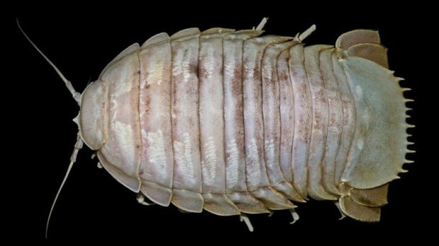 바티노무스 락사사의 모습.(사진=LIPI) 바티노무스 락사사의 모습.(사진=LIPI)