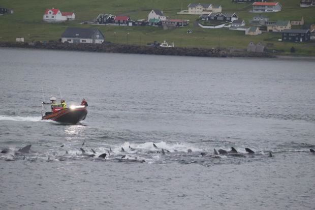 지난 15일 페로제도 최남단 수에우로위섬에 있는 크발바 마을 앞바다에서 어선 한 척이 고래 무리를 만(灣) 쪽으로 몰아 넣고 있다.(사진=시셰퍼드 프랑스/페이스북)