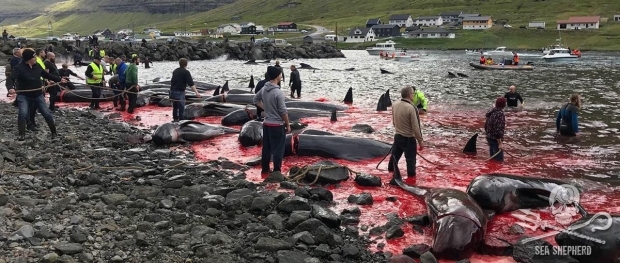 2018년 8월 16일 페로제도 북동쪽 비도이섬에 있는 흐반나순드 마을 앞바다에서 어부들은 참거두고래 87마리, 대서양낫돌고래 12마리를 사냥했다.(사진=시셰퍼드 UK)