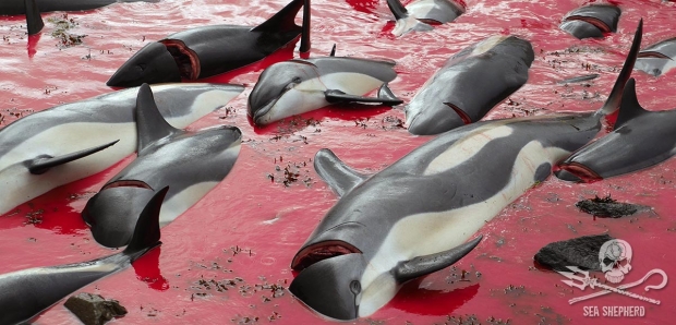 2018년 9월 11일 페로제도 스트레이모이섬에 있는 흐발비크 마을 앞바다에서 도륙당한 대서양낫돌고래들의 모습.(사진=시셰퍼드 UK)