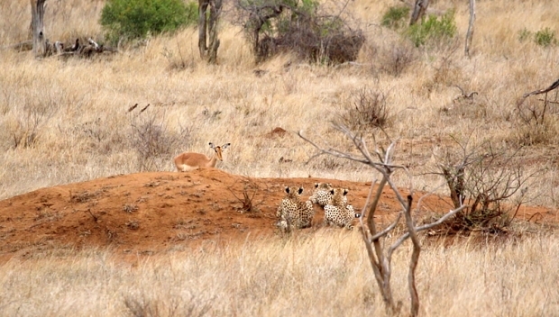 사진=남아공 크루거국립공원