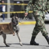 [여기는 남미] 콜롬비아군, 지뢰탐지견 위해 앰뷸런스 도입한 이유