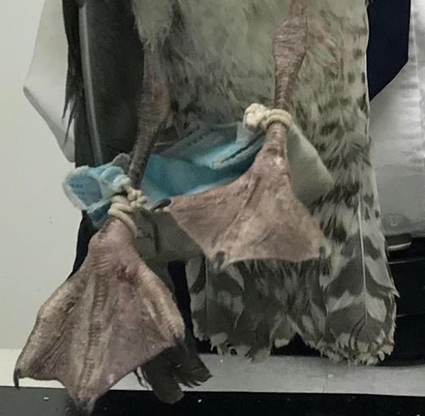 두 발에 사람이 버린 마스크가 감겨 움직이지 못하던 갈매기 한 마리가 영국 동물보호단체에 발견돼 구조됐다