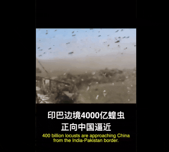 중국이 메뚜기떼 진압을 위해 동원하려 했던 일명 ‘10만 오리부대’ 