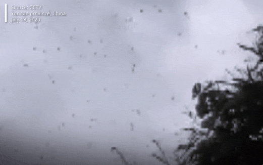 현지시간으로 지난 18일, 중국 남부 윈난성 일대를 뒤덮은 거대한 메뚜기떼(동영상 캡쳐)