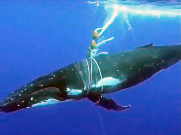 폐그물에 앞지느러미와 몸통이 결박돼 제대로 헤엄치지 못하는 혹등고래./사진=오션 아르머