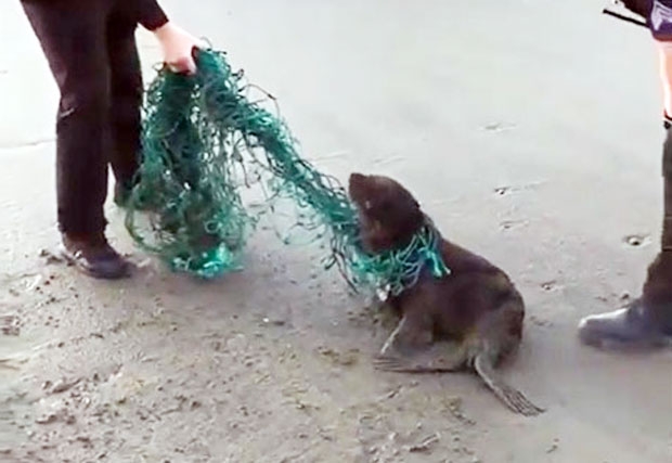 유령그물에 엉킨 새끼 바다사자가 해변에서 몸부림치고 있다는 신고를 받고 경찰이 출동한 사례도 있었다./사진=오션 아르머