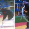 “일어나!” 서커스곰 바늘로 찌른 中 조련사…동물학대 논란