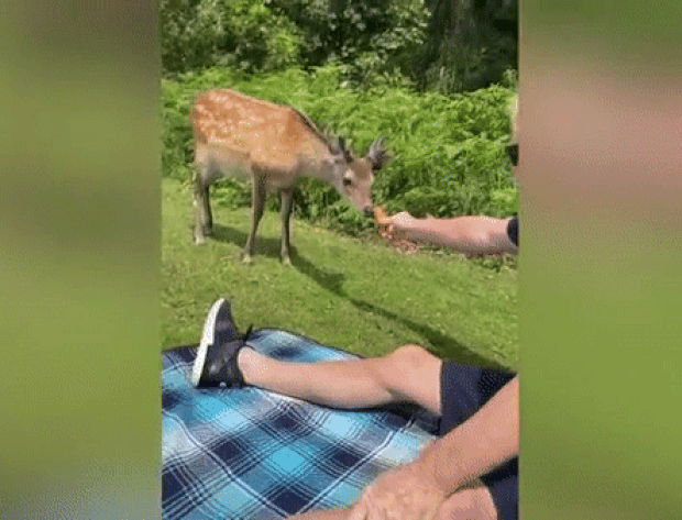 나들이객에게 기웃거리며 먹이를 찾던 사슴은 얼마 후 공원 관리인에 의해 사살됐다.