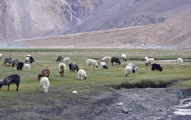 원숭이들은 양치기가 다른 양을 몰고 들판으로 나가 아무도 없는 틈을 노려 농장을 덮쳤다./자료사진