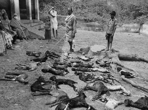 양떼 울음소리를 듣고 달려온 이웃 주민들이 원숭이들을 내쫓으려 했으나 역부족이었다. 결국 생후 한 달 된 새끼양 30마리가 그 자리에서 죽었다./사진=텔랑가나 투데이