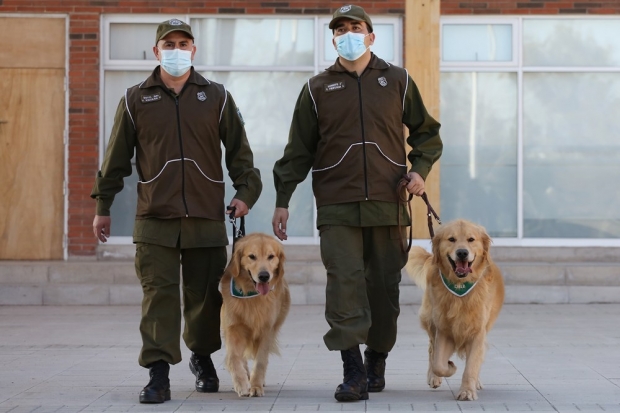 사진=코로나19 감지 훈련을 받고있는 경찰견. EPA 연합뉴스