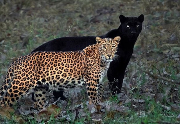 사진=미툰H 인스타그램