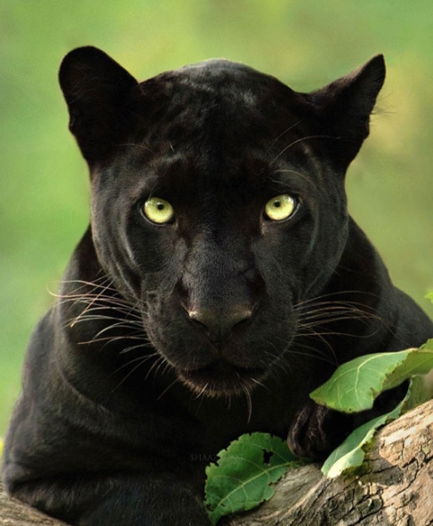 사진=사드 정 인스타그램